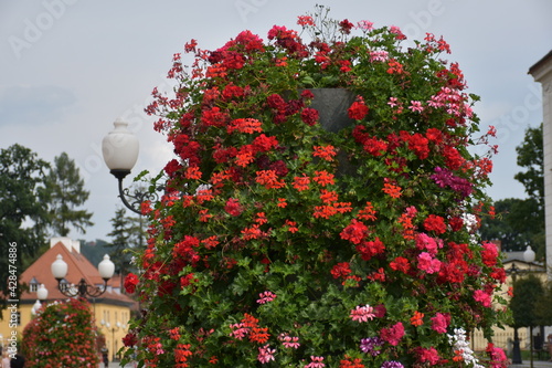 Piękna czerwona pelargonia a w niej latarnia