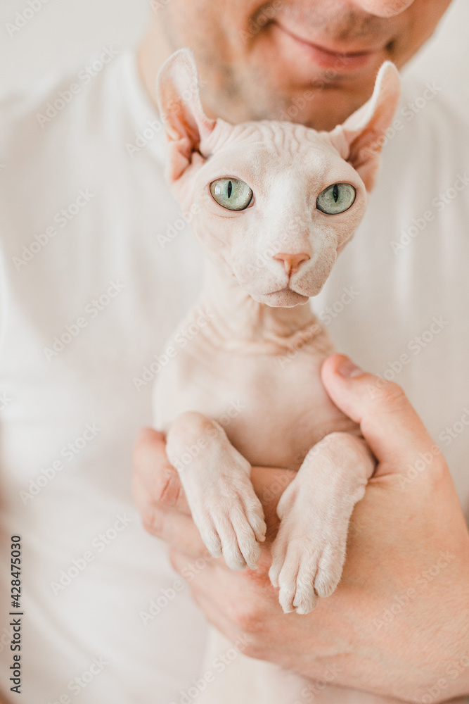 White bald sphinx cat in the arms of the owner. Photo without a face. White tones.
Cleanliness and health. Happy pets.