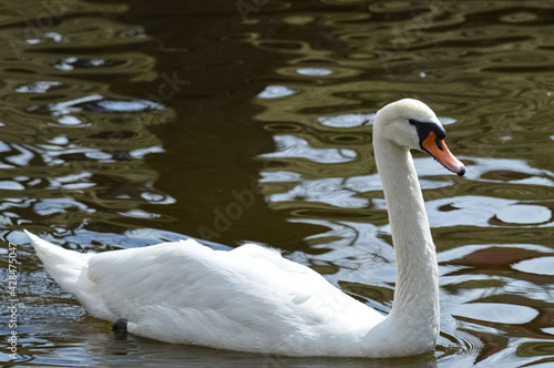 Fototapeta Naklejka Na Ścianę i Meble -  White swan in the lake