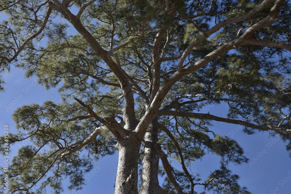 Fototapeta premium Árbol de Casandra