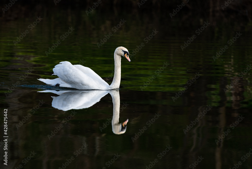 Swan Reflection on the river Teviot, Scottish Borders, United Kingdom Swan Reflection on the river Teviot, Scottish Borders, United Kingdom