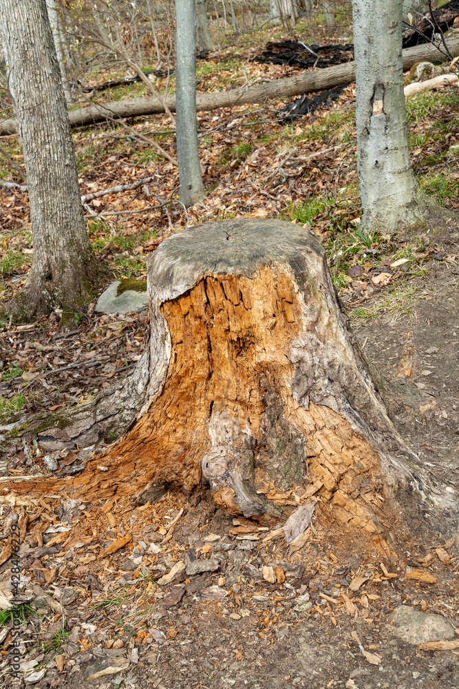 Rotten tree stump in the forest Rotten tree stump in the forest