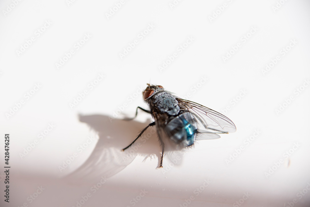 Isolated fly on an ocher background located on the wall of an difuse urban garden Isolated fly on an ocher background located on the wall of an difuse urban garden