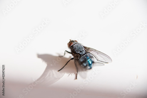 Isolated fly on an ocher background located on the wall of an difuse urban garden © gerardo
