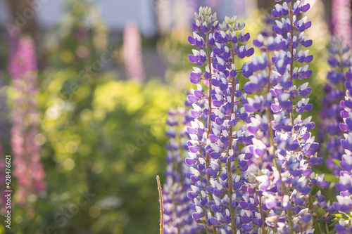 Lupine flowers different colors on the field. Selective focus.blooming blue lupins in the meadow.bright natural colors