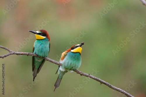 Two European bee eater Merops apiaster sitting on a branch with bee in their beak