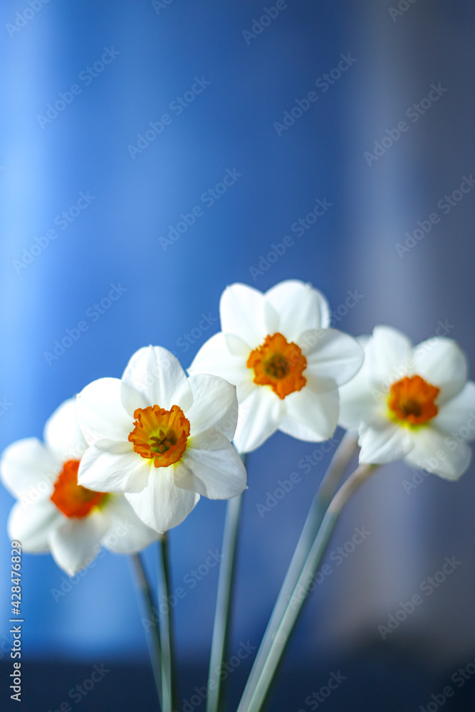 Daffodil bouquet with light blue background. Floral greeting card
