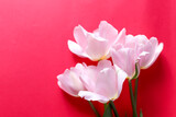 Tender light tulip petals with red background. A greeting card