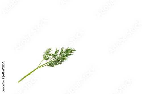 Sprig of green dill on a white background