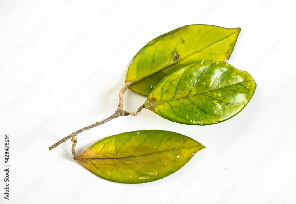 Overwatered plant problem and leaves turning yellow in hoya plant