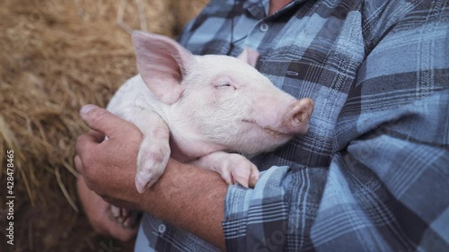 Farmer holding baby pig. Young pink piglet on hands. Pig farm worker. Cute piglet portrait. Close up eyes of swine in the farm. Animal husbandry.