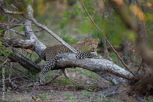 A Leopard seen in a tree on a safari in South Africa