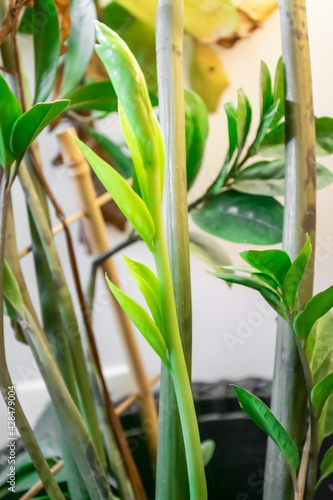 Closeup image of zamiocuclas plant. Bright vertical image of zz plant with new leaves growing.