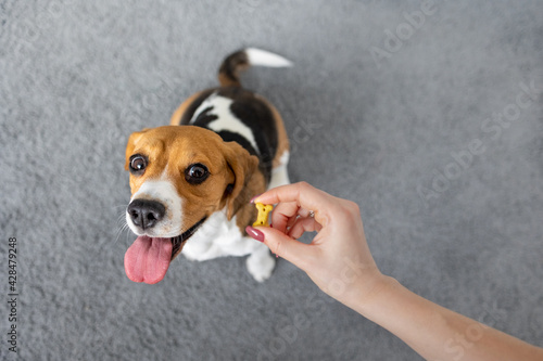 beagle dog cookies, tongue dog at home, pet love, hunting dog training, home dog friendly grooming, pet grooming