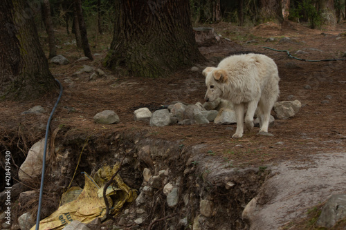 Italian Dog living in Mountains of the Himachal Pradesh  India