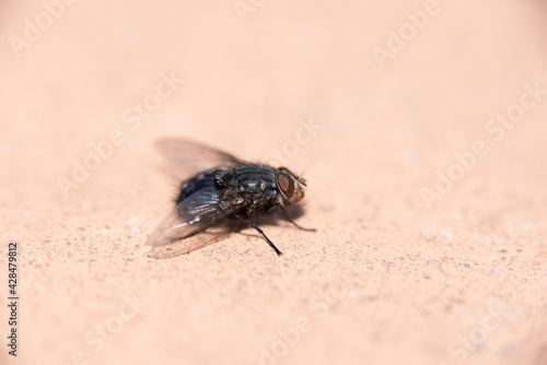 Isolated fly on an ocher background located on the wall of an difuse urban garden photo