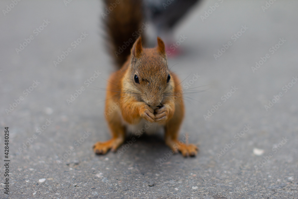 Fototapeta premium Red squirrel deftly nibbles nuts in the park on the background of gray asphalt