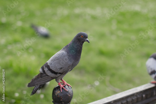 large grey wild pigeon sits on a fence against a background of green grass
