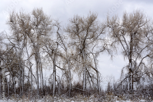 Nature landscape line of trees lined in snow on overcast day