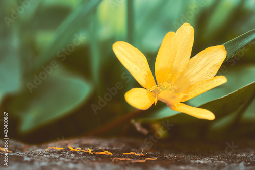 Beautiful macro photo of spring flower. In high resolution.