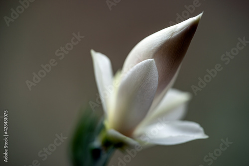 Photography close up of a white flower, nacka, sweden, sverige. stockholm