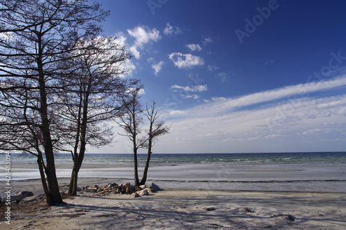 Trees on seashore