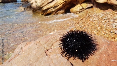 Sea Urchin on background sea and mountains