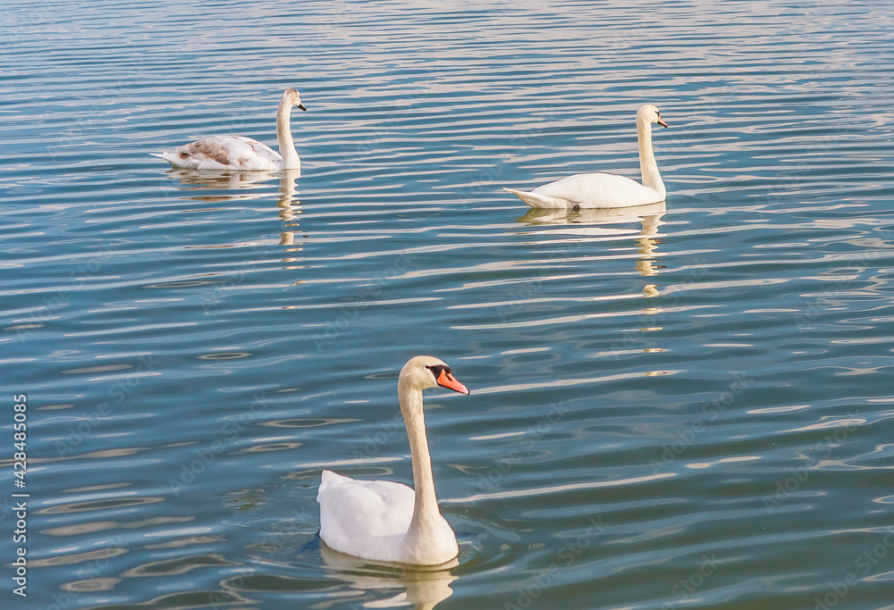 Swans at Lake Balaton, Hungary