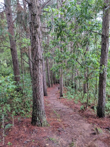 Woods Path