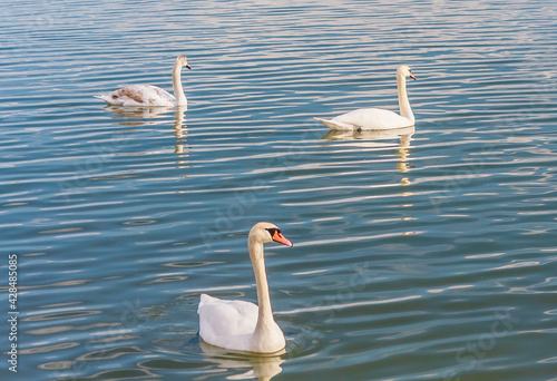 Obraz na płótnie Swans at Lake Balaton, Hungary w salonie