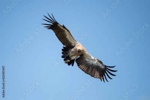 A White Backed Vulture circling in the air over a carcass, seen on a safari in South Africa © rudihulshof