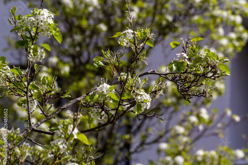 White Flowers In A Tree On A Sunny Day