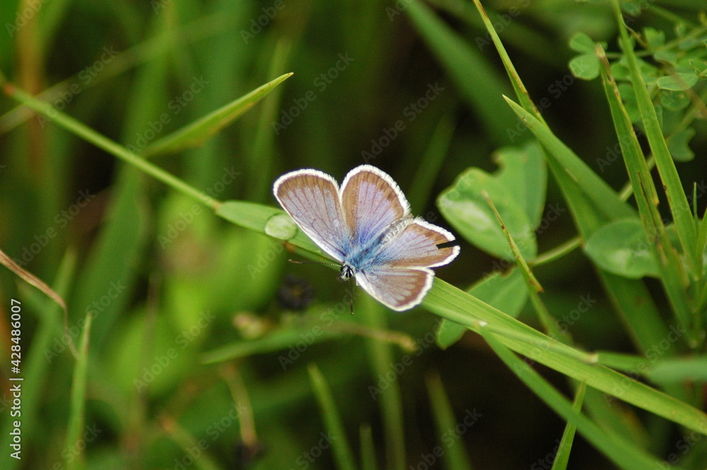 kleiner Schmetterling, weiß und blau, auf grünen Gräsern neben Wassertropfen kleiner Schmetterling, weiß und blau, auf grünen Gräsern neben Wassertropfen