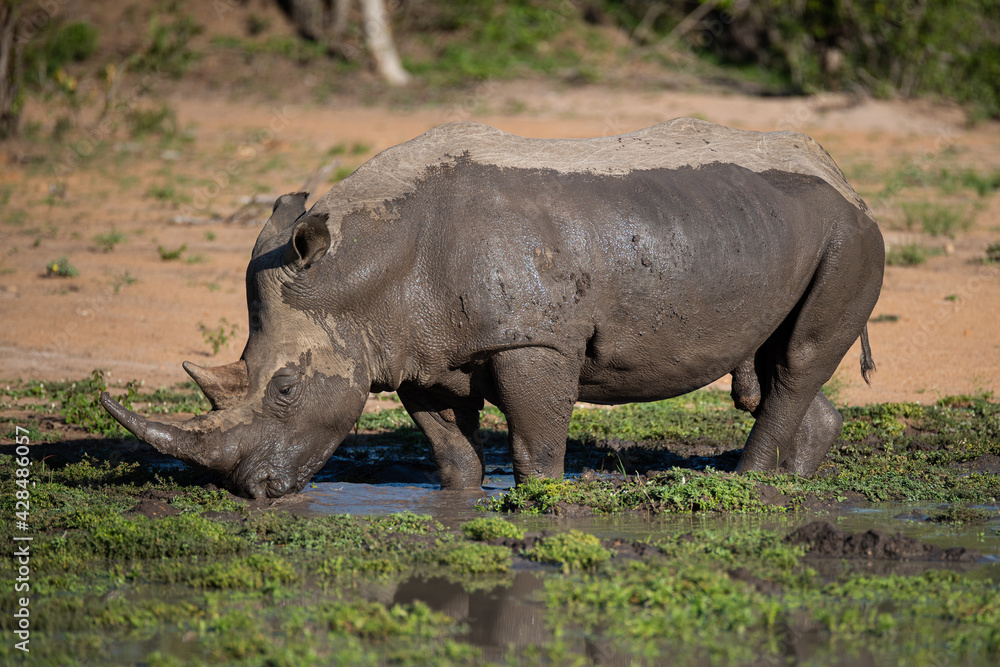 White Rhino seen in a mud wallow on a safari in South Africa White Rhino seen in a mud wallow on a safari in South Africa