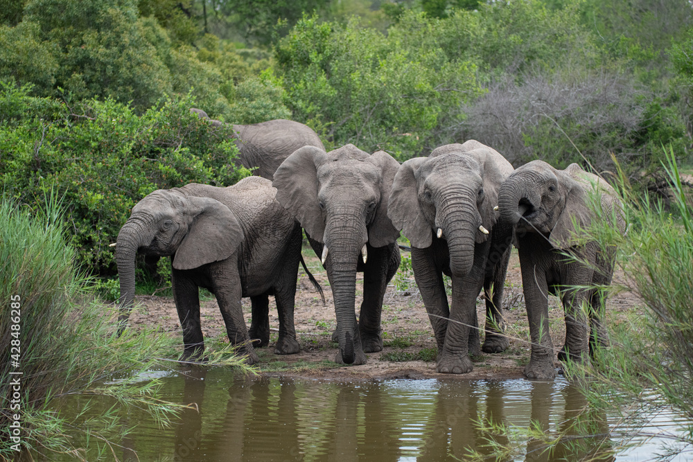 Fototapeta premium African Elephants seen at a waterhole on a safari in South Africa