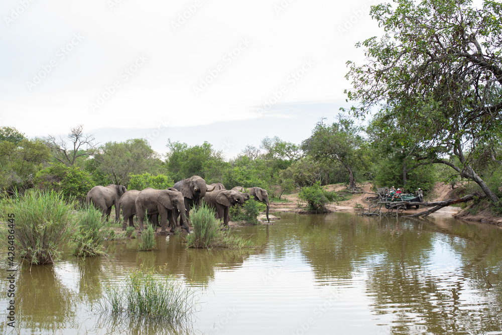 Fototapeta premium Safari Tourists watching a herd of African Elephants having a drink on a safari in South Africa