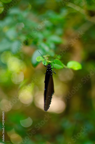 Closed wings of Blue-banded King Crow Butterfly