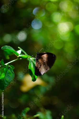 Side profile of a Blue-banded King Crow Butterfly resting on leaf in the sunlight