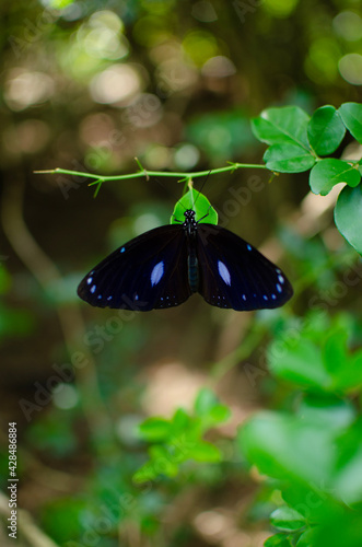 Blue-banded King Crow Butterfly resting on leaf