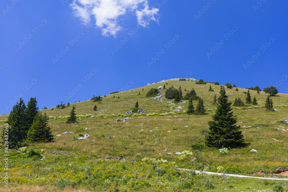 View to green peak with firs in Northern Velebit National park, Croatia