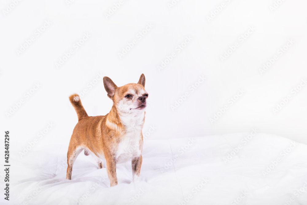 Cute little brown chihuahua with sceptic face looking overhead