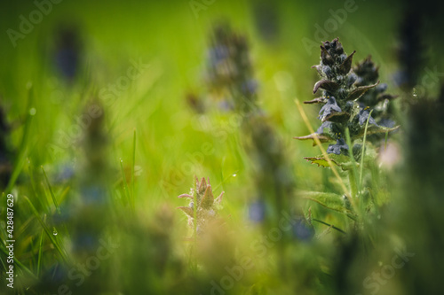 Vlose up flowers in grass photo