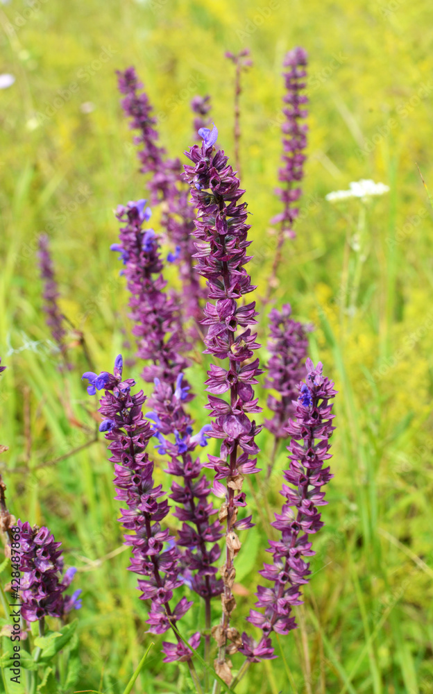 Obraz premium Among the wild herbs, blooms sage (Salvia pratensis)