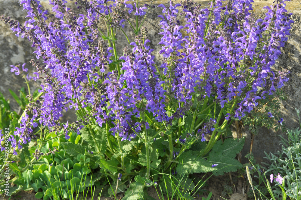 Obraz premium Among the wild herbs, blooms sage (Salvia pratensis)