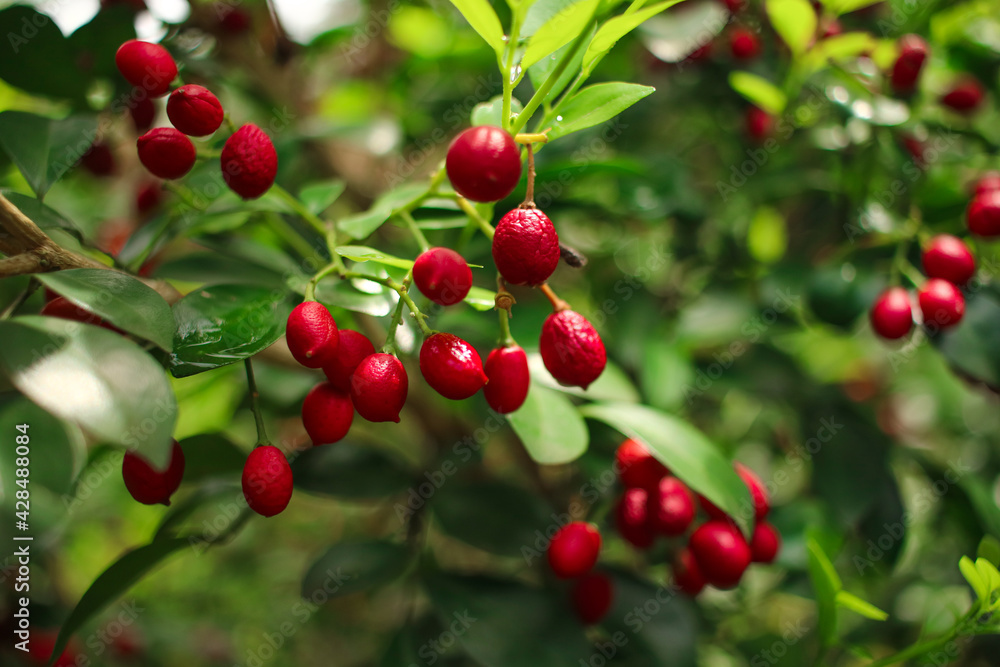 red berries on a bush