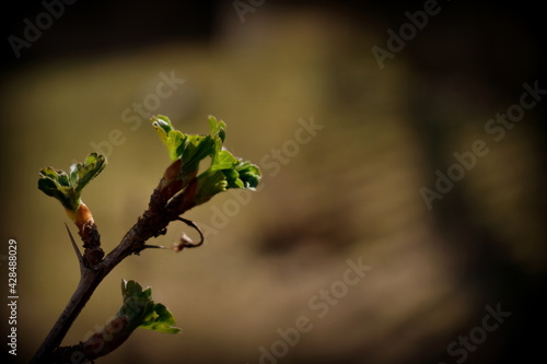 young currant leaves in the garden