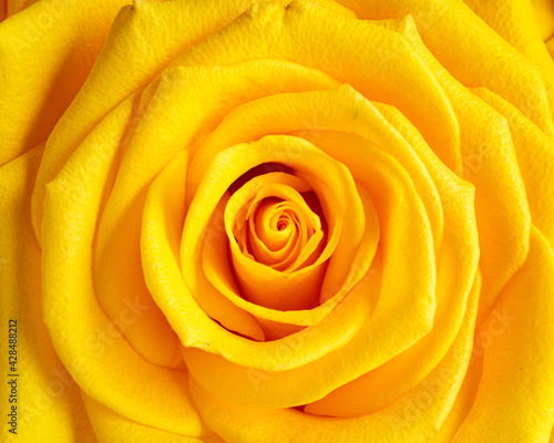 Close up of beautiful yellow rose blossom.