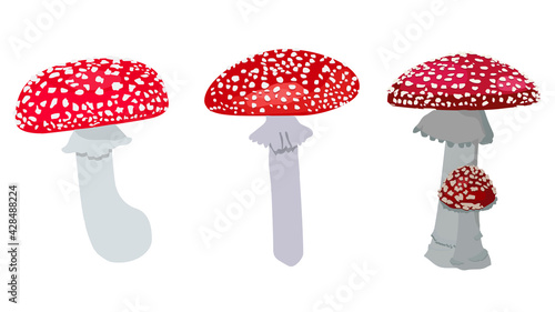 Vector graphic image of fly agaric mushrooms.Poisonous fungi vector illustration. isolated on white background for design, print