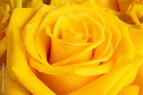 Close up of beautiful yellow rose blossom.