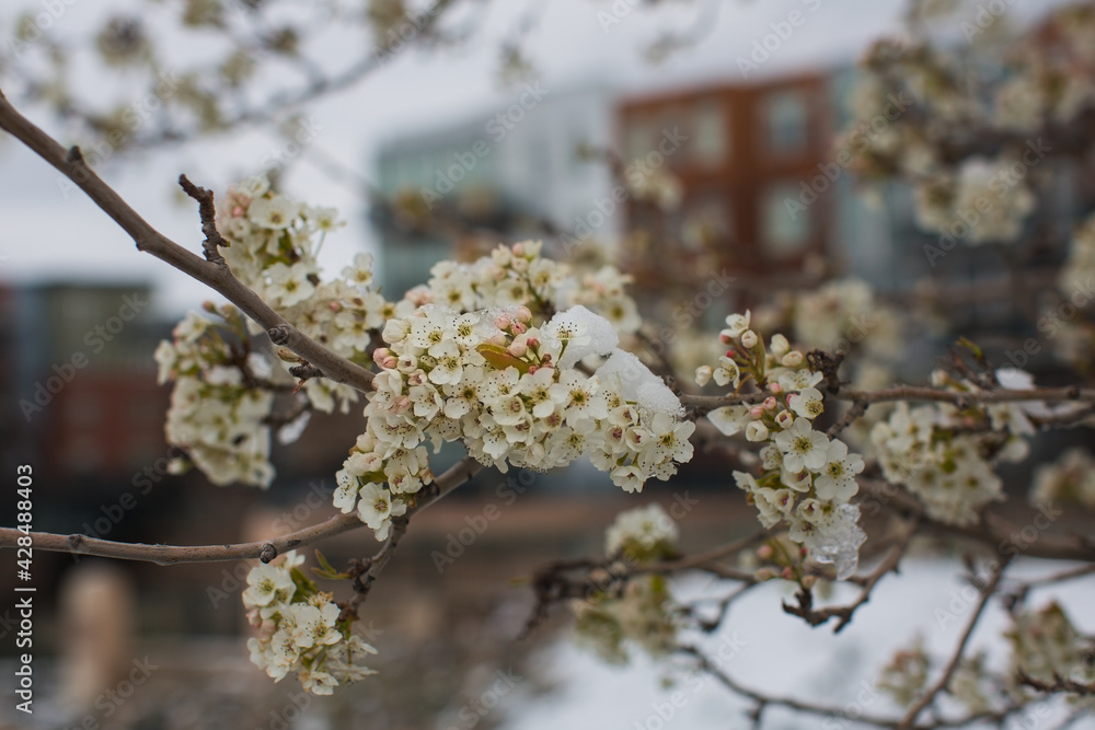 Fototapeta premium Spring Snow Flowers